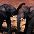 Zimbabwe's Elephants Deserve Freedom and Family