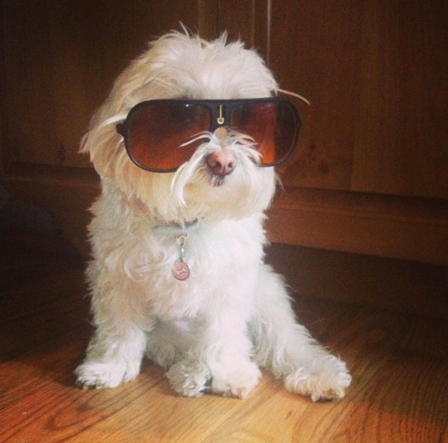 15 Dogs Who Don't Want Spring Break To End - The Dodo