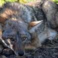 Slain Coyote Is Proof Wild Animals Aren't Pets