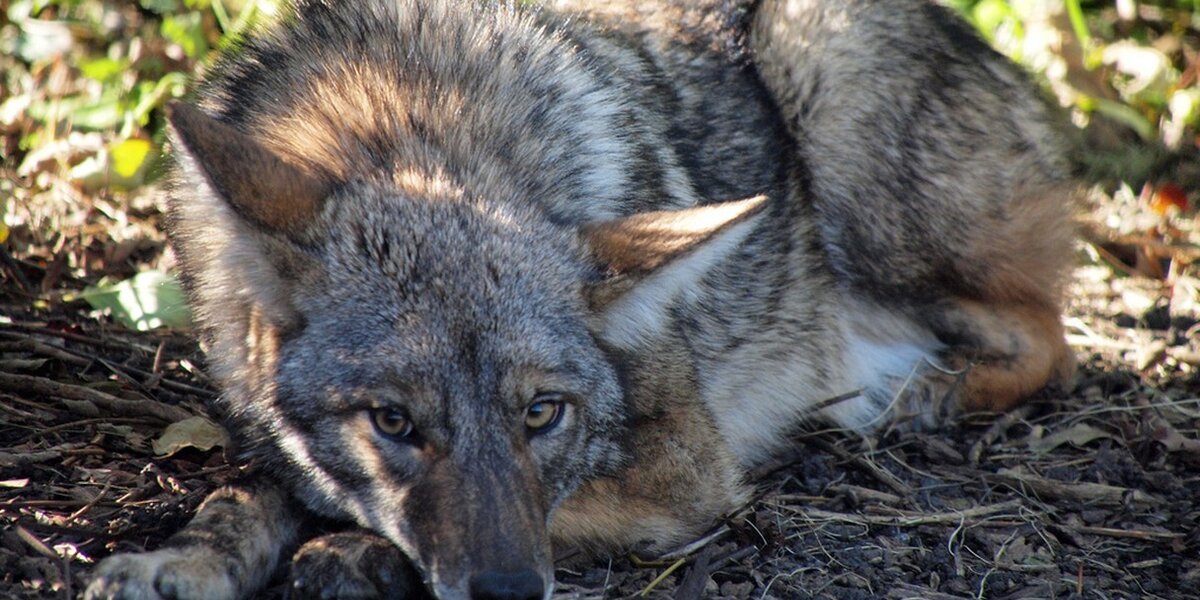 Slain Coyote Is Proof Wild Animals Aren't Pets - The Dodo