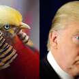 People Are Saying This Bird Is Trump's Hair Twin