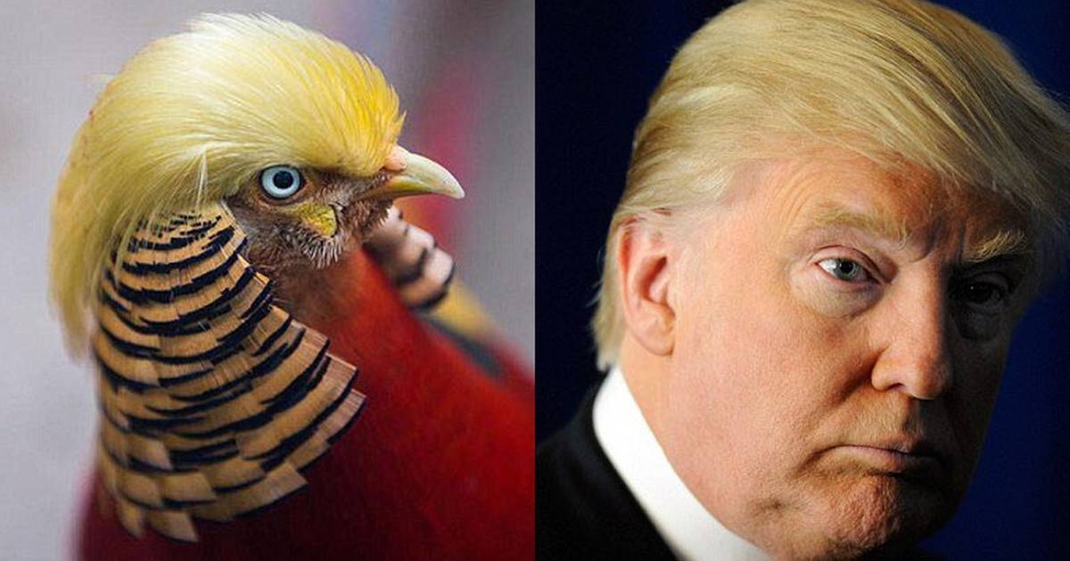 People Are Saying This Bird Is Trump's Hair Twin - The Dodo