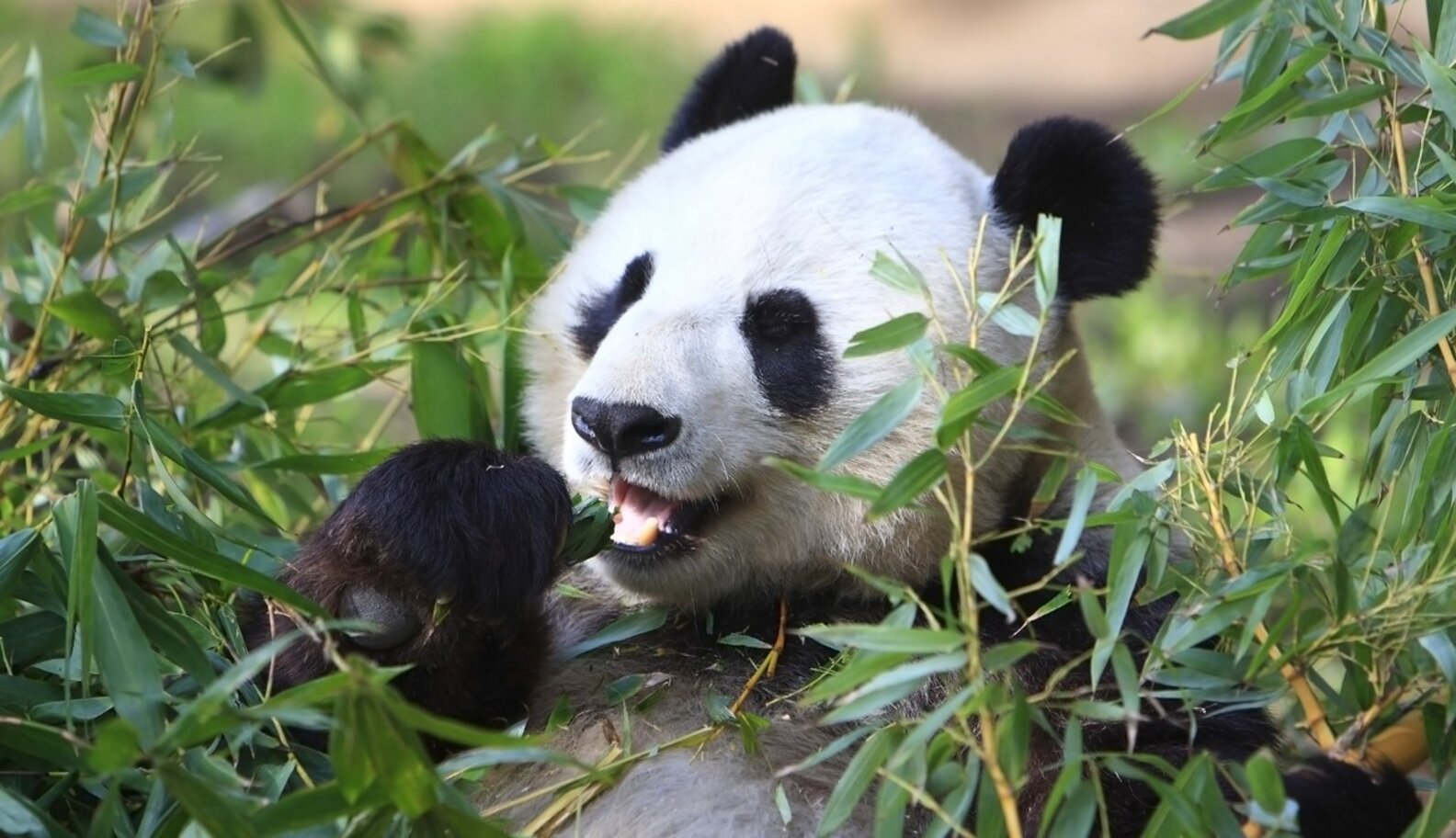 Saving Pandas Will Save The World - The Dodo