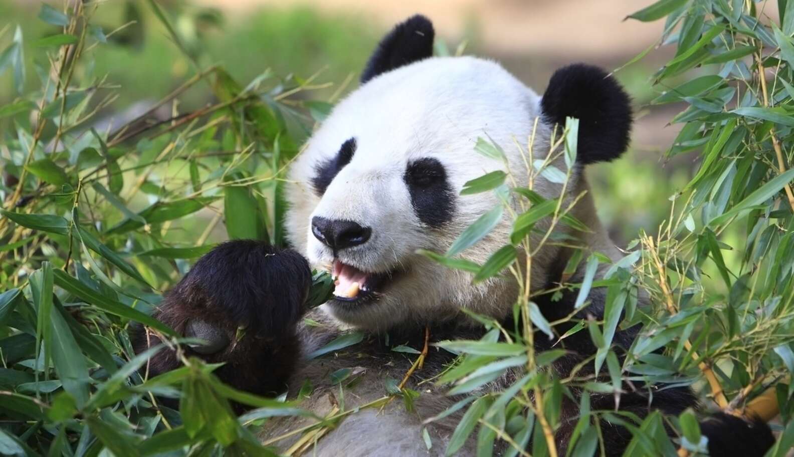Saving Pandas Will Save The World - The Dodo