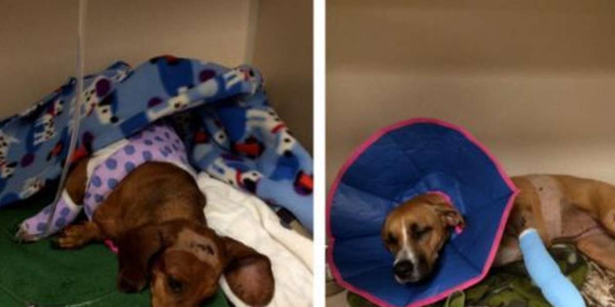 Miracle Dogs Survive Car Crash That Killed Their Mom - The Dodo