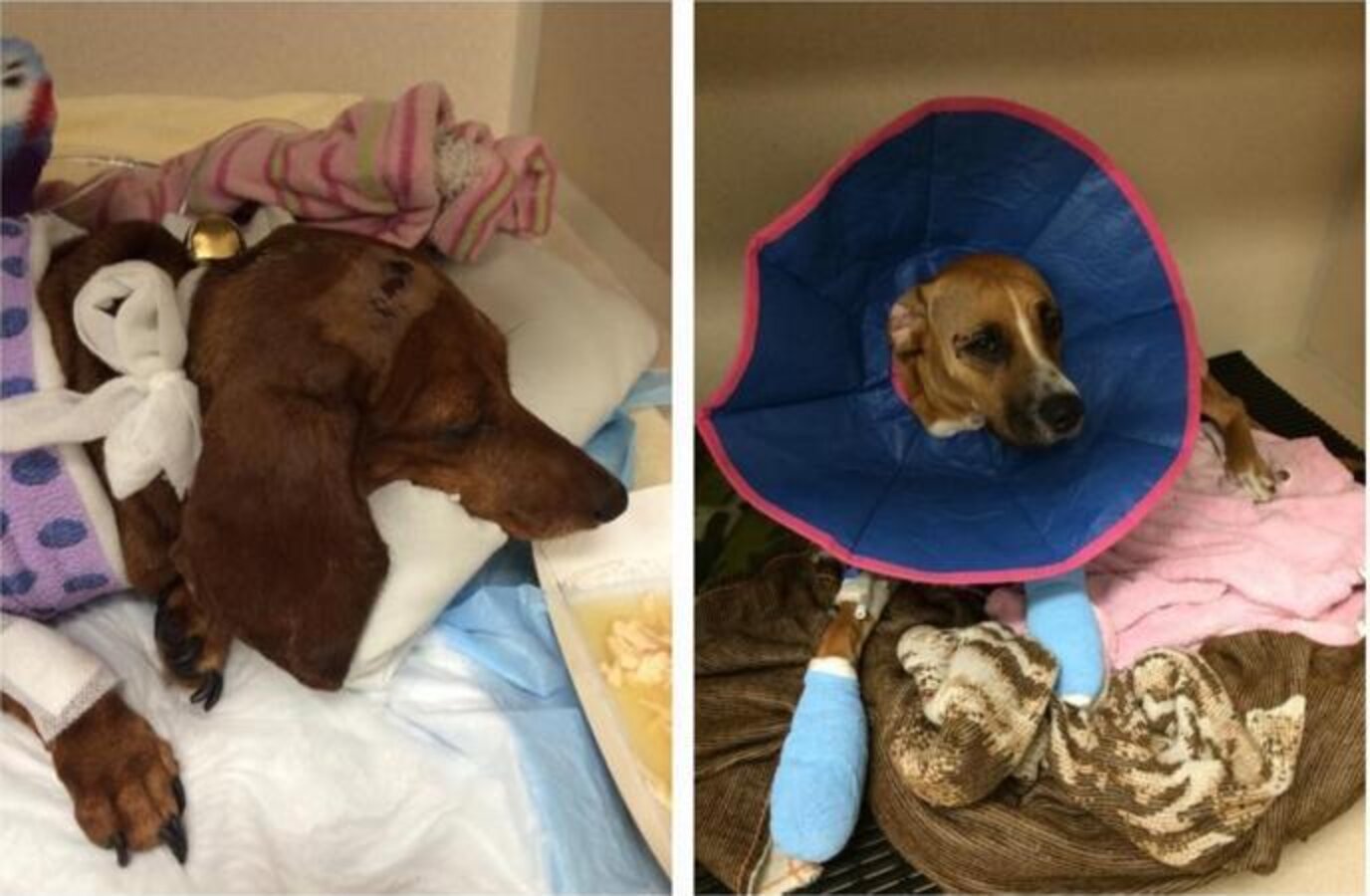 Miracle Dogs Survive Car Crash That Killed Their Mom - The Dodo