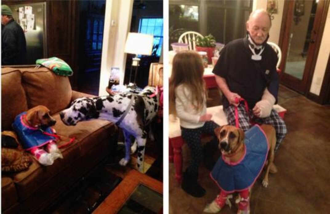 Miracle Dogs Survive Car Crash That Killed Their Mom - The Dodo