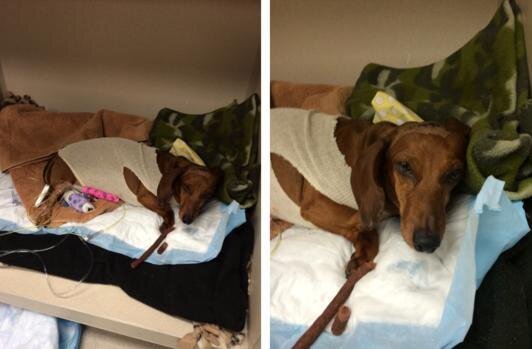 Miracle Dogs Survive Car Crash That Killed Their Mom - The Dodo