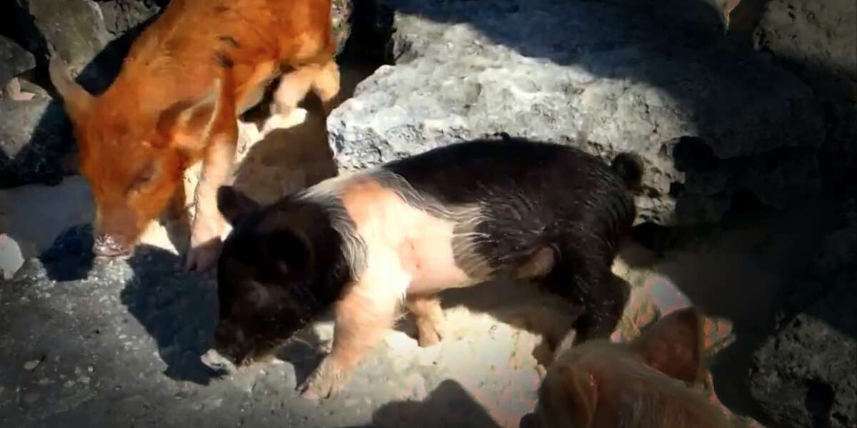 Twerking Pigs Know How To WORK IT The Dodo