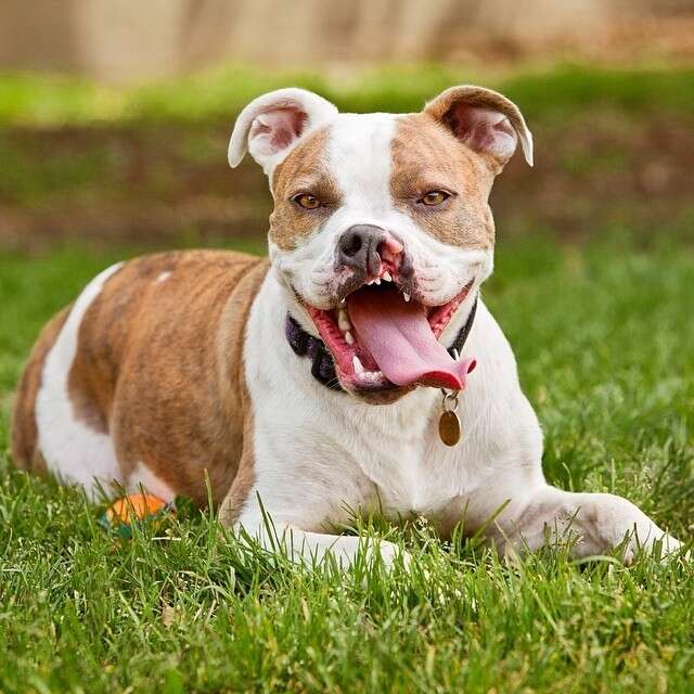 Bouncy Boxer With A Cleft Lip Knows The Secrets To A Joyful Life - The Dodo