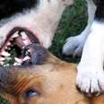 At least one dog fight is likely to take place every day in the UK