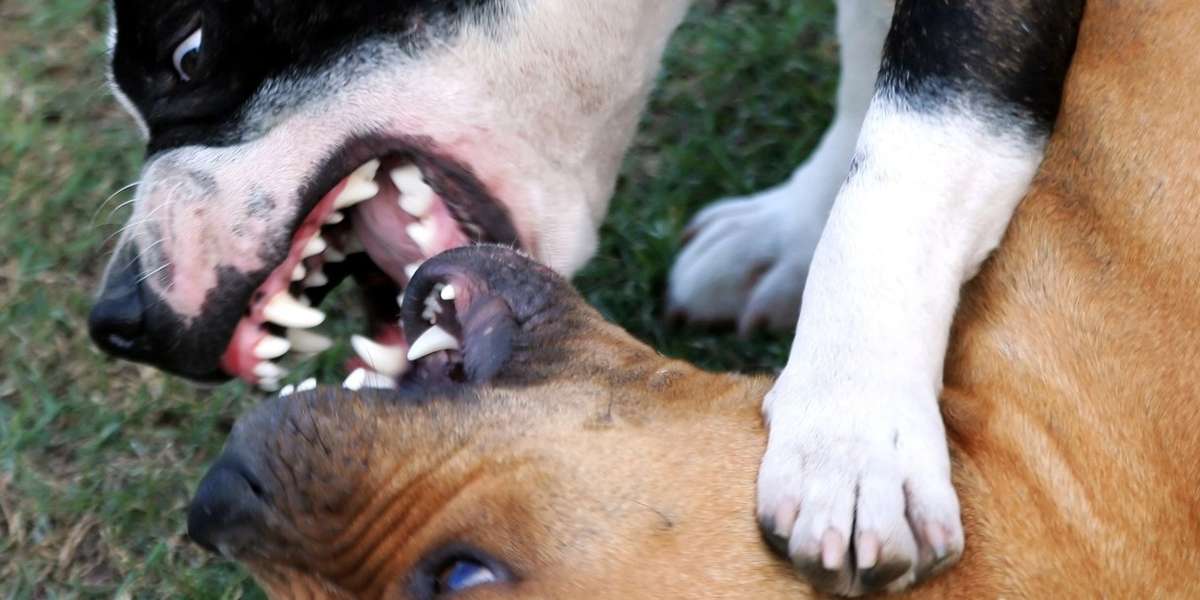 At least one dog fight is likely to take place every day in the UK