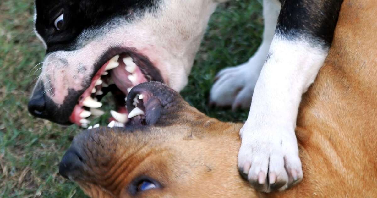 At least one dog fight is likely to take place every day in the UK - The Dodo