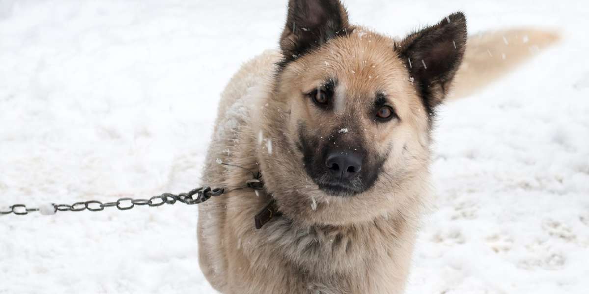 What To Do If You See A Dog Chained Up Outside In The Cold - The Dodo