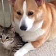 Rescued Kitten Grows Up With A Dog By His Side
