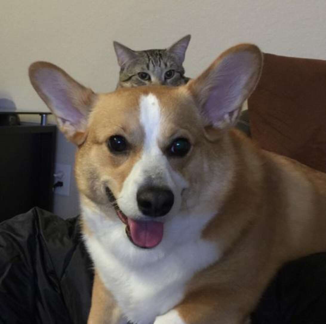 Коты корги