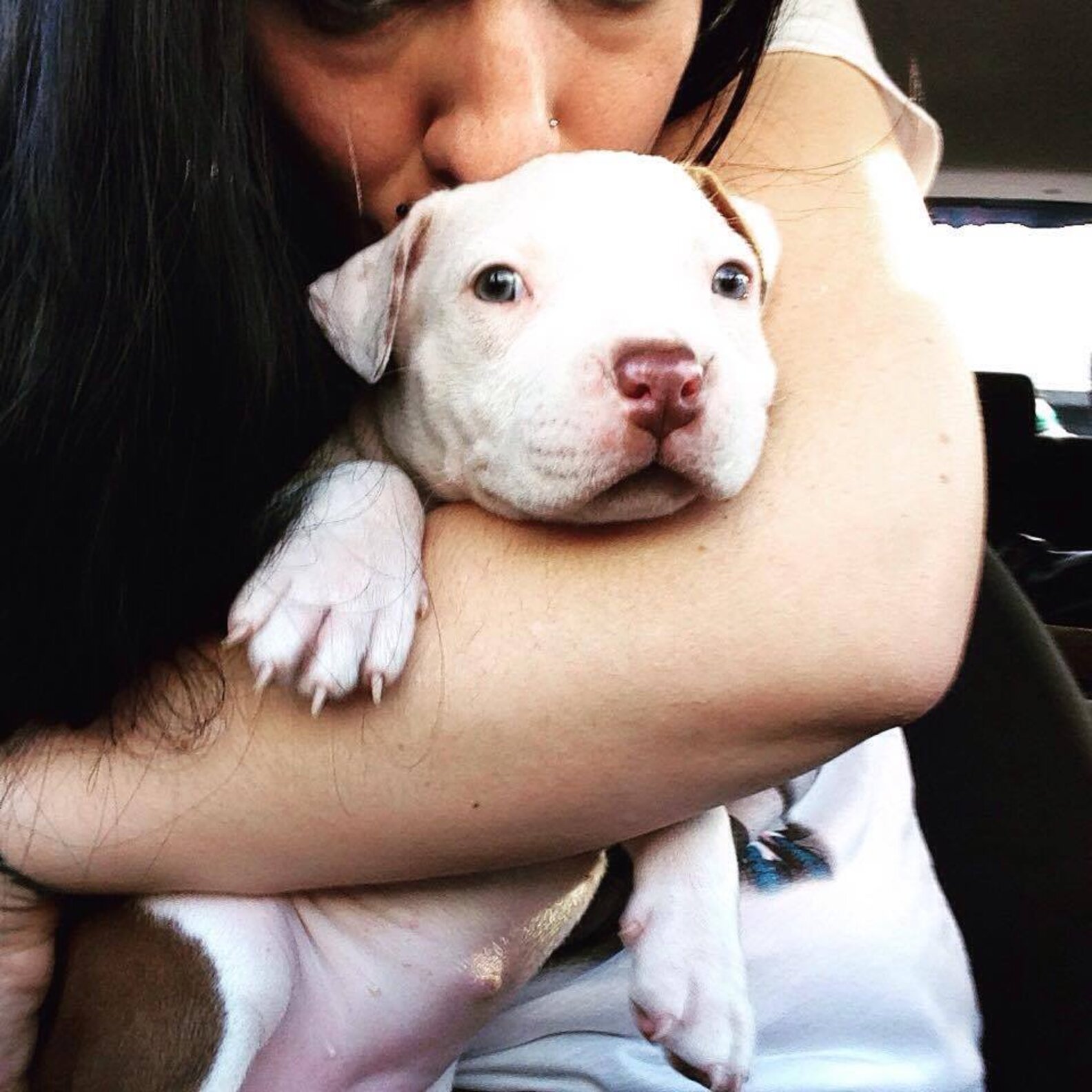 Kidnapped Dog Who Made It Home Has A New Best Friend Now The Dodo