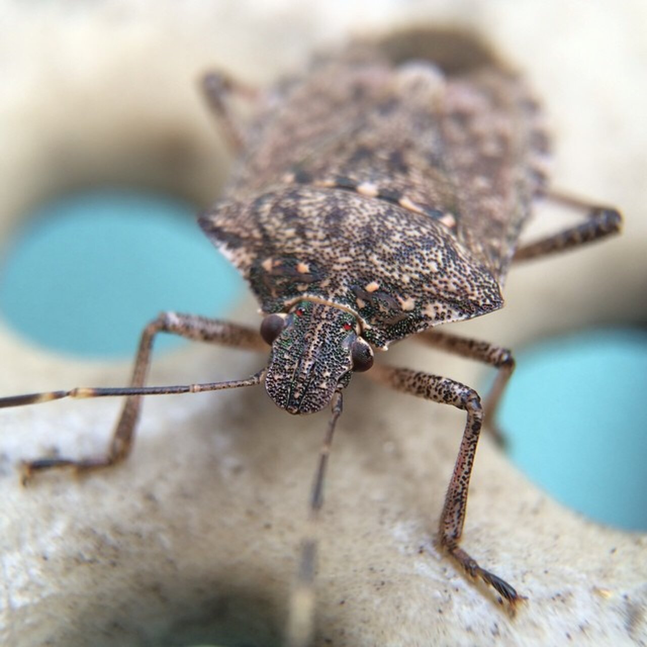 Freckles the Bug #macro with @olloclip lens - The Dodo
