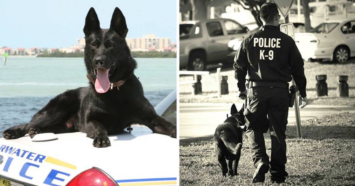 are police k9 considered service dogs