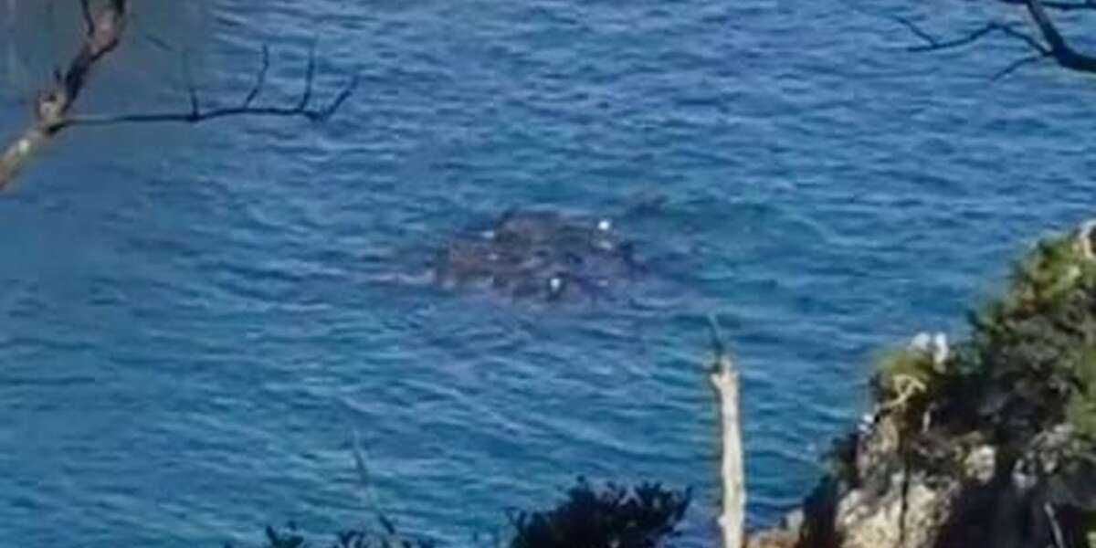 Terrified Whale Family Huddles Together As Hunters Close In - The Dodo