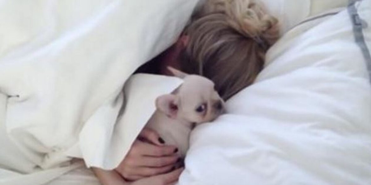 Should a puppy sleep in your bed deals