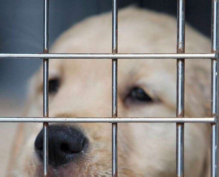 Should You Let Your New Puppy Sleep In Your Bed The Dodo