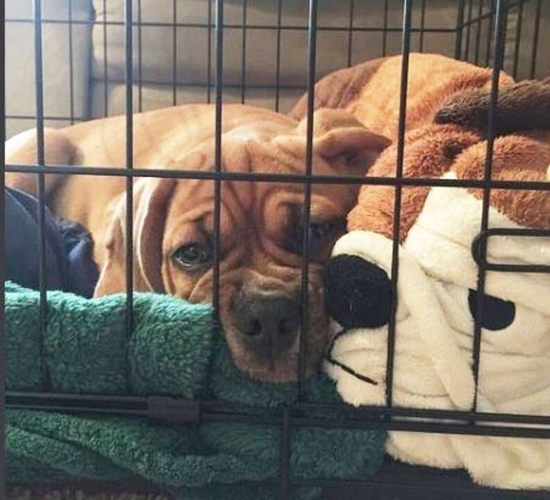 letting a puppy sleep in your bed