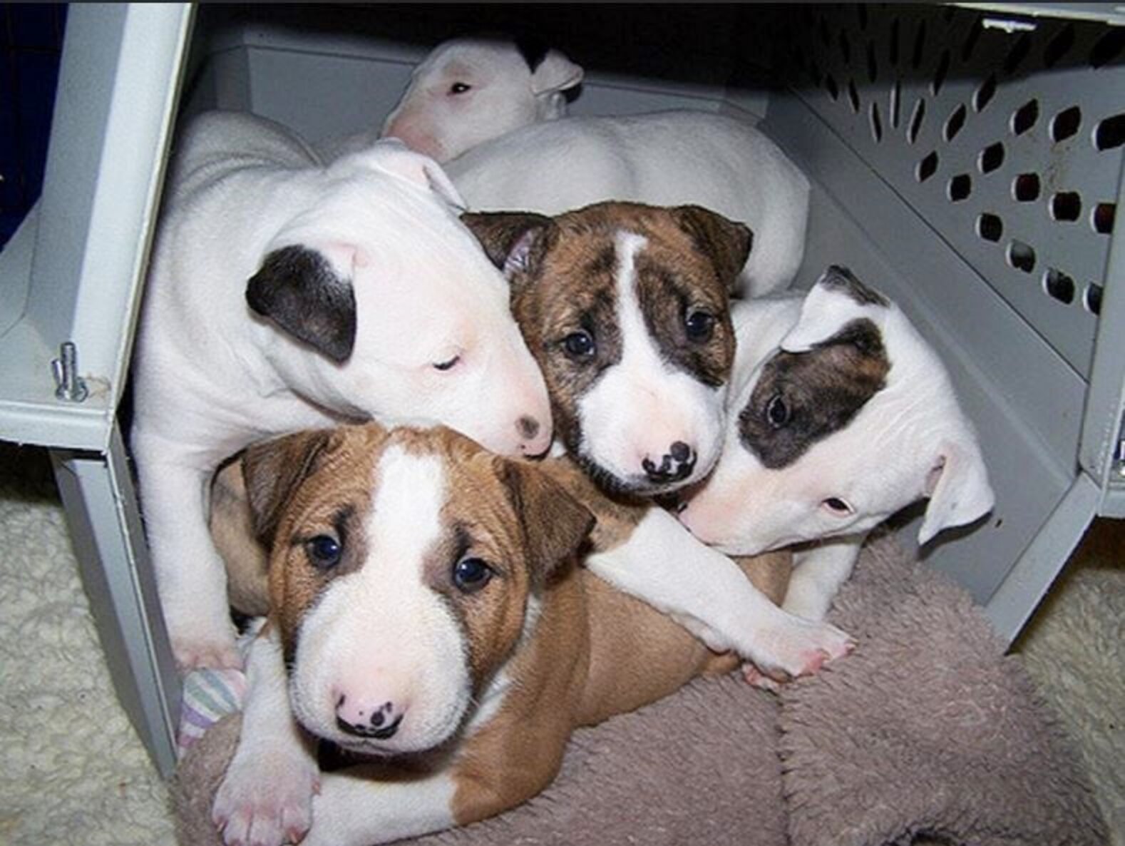 Should You Let Your New Puppy Sleep In Your Bed? The Dodo