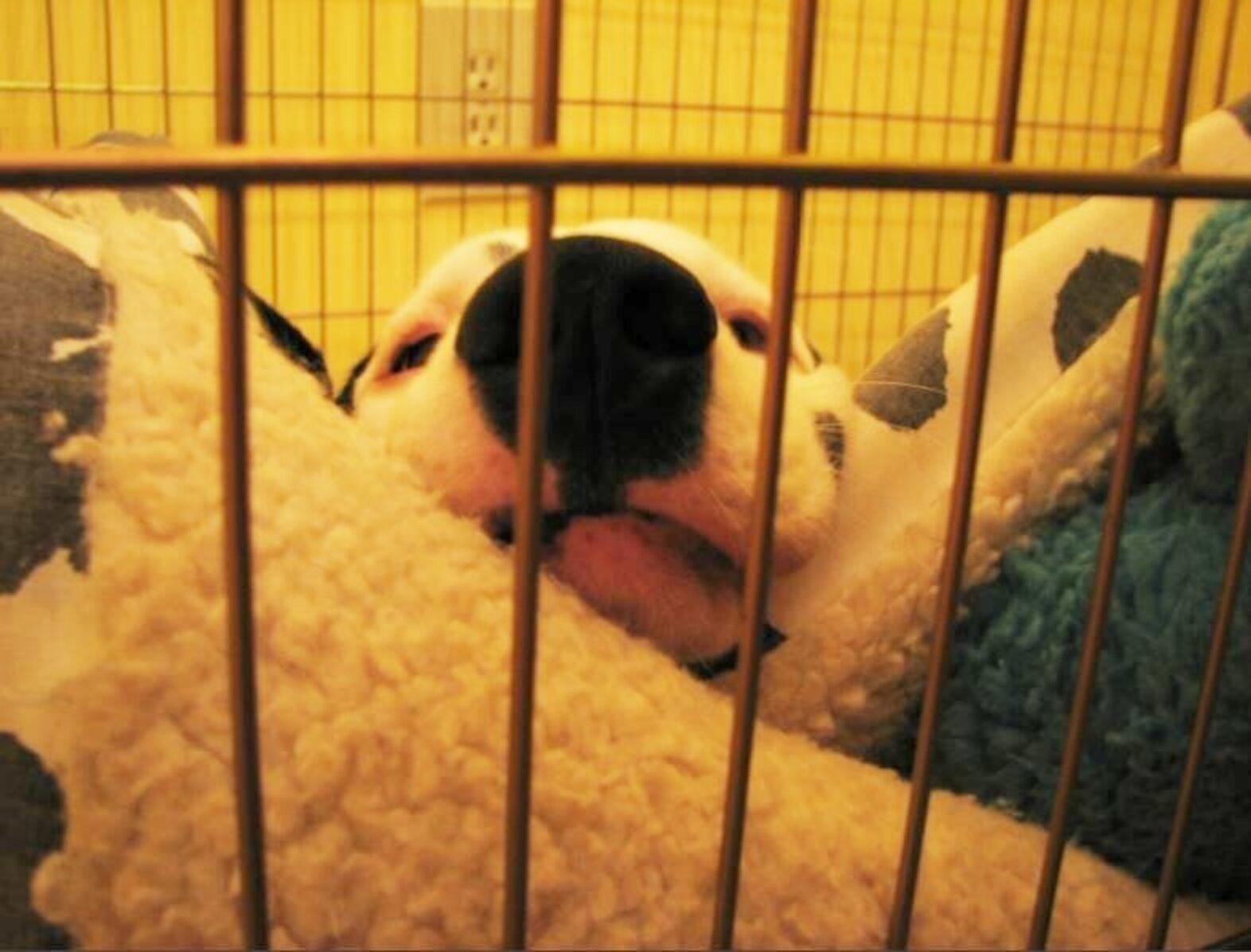 Should You Let Your New Puppy Sleep In Your Bed? The Dodo