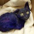Purple Kitten Once Used As 'Chew Toy' Makes Stunning Transformation