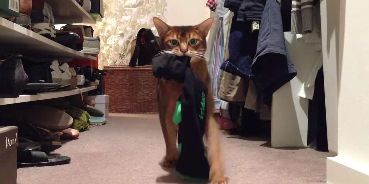 12 Cat Burglars Who Got Caught On Camera - The Dodo
