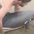 Man Finds A Dolphin On The Beach — Alive