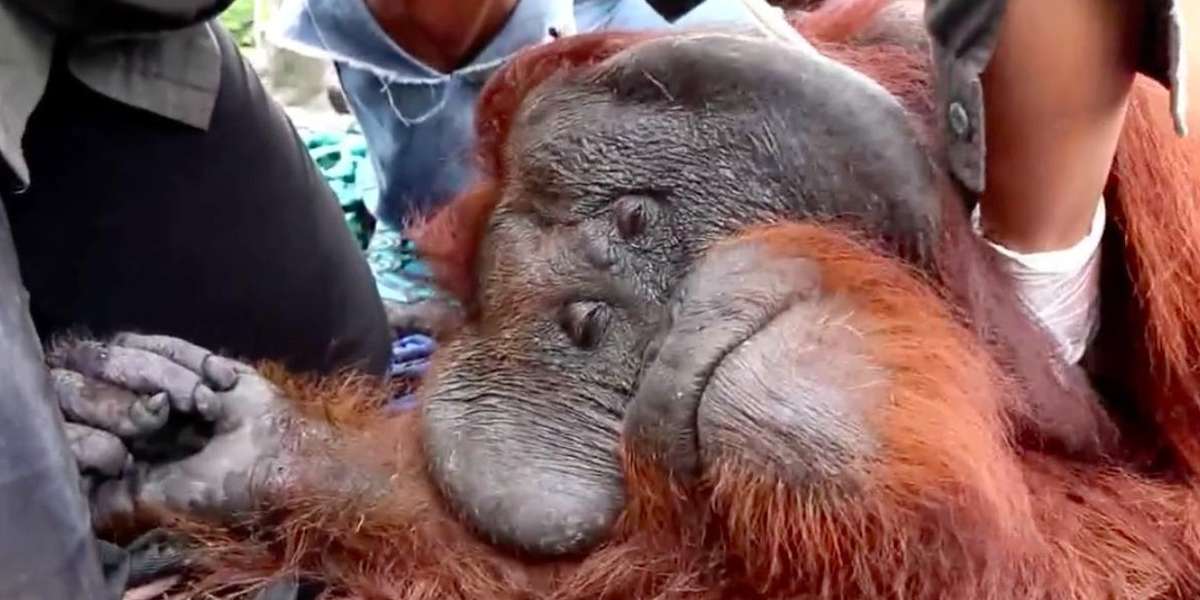 Rescued Orangutan Rests His Eyes, Knowing That He's Finally Safe - The Dodo