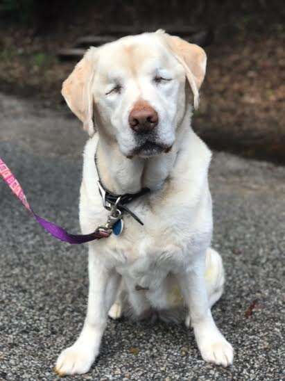 Sage, the blind yellow Labrador who went missing in California