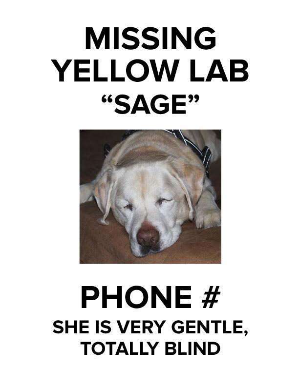 Missing dog flyer