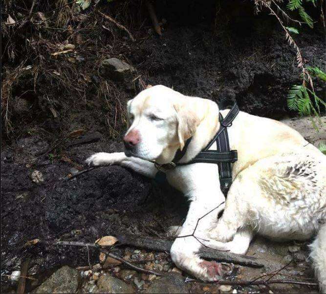 Missing blind yellow Labrador is rescued 