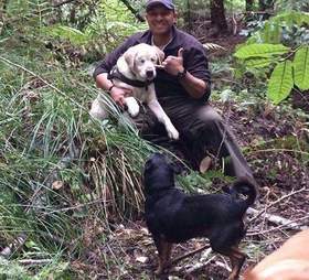 Missing blind yellow Labrador is rescued