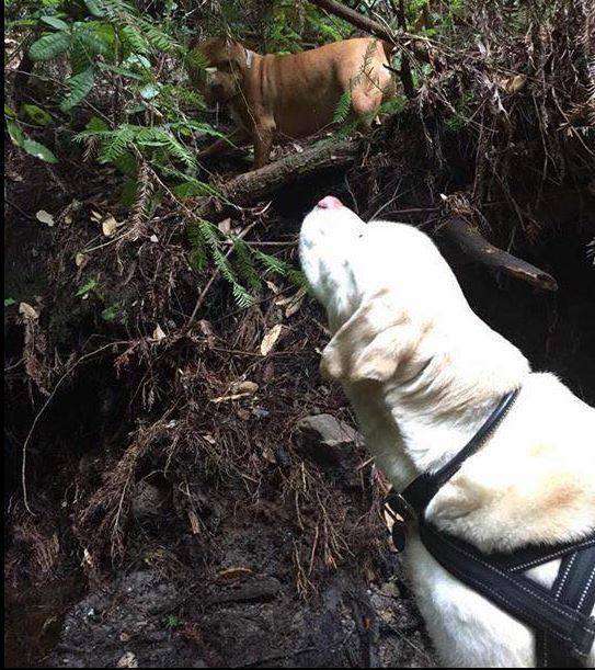Missing blind yellow Labrador is rescued 