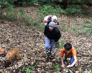 Missing blind yellow Labrador is rescued