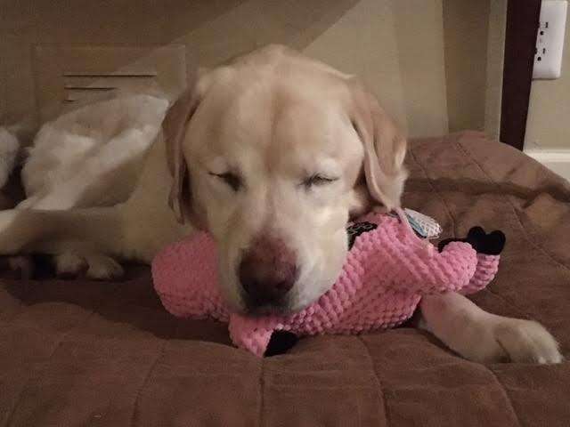 Blind yellow Labrador sleeping on a bed