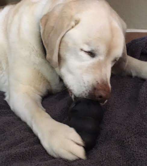 Blind yellow Labrador chewing on a toy