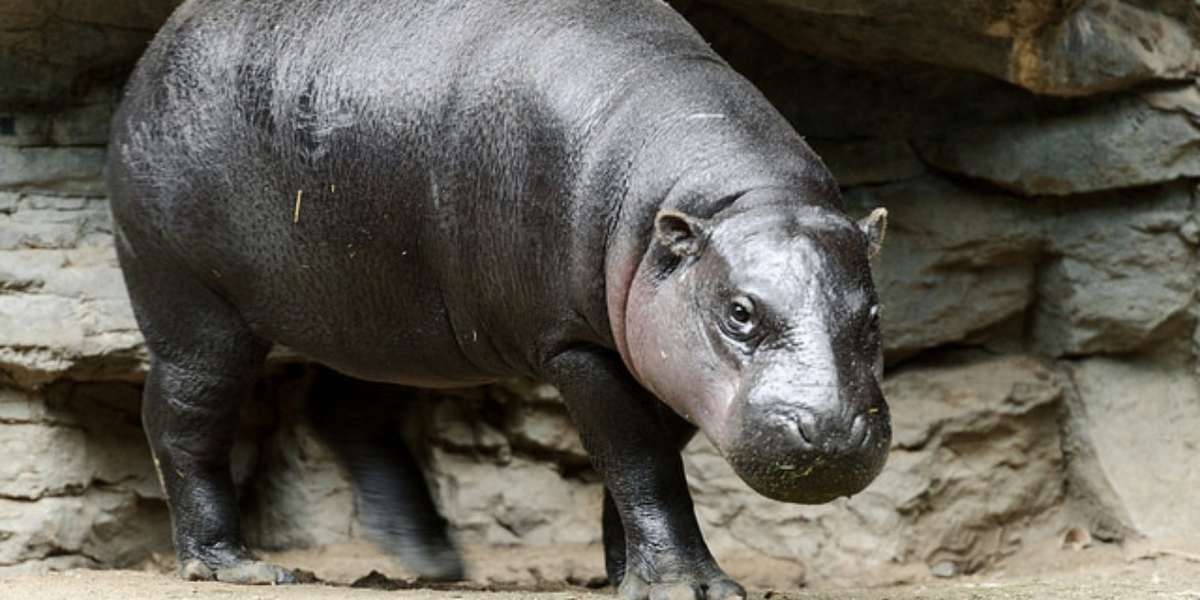 pygmy hippopotamus as pets