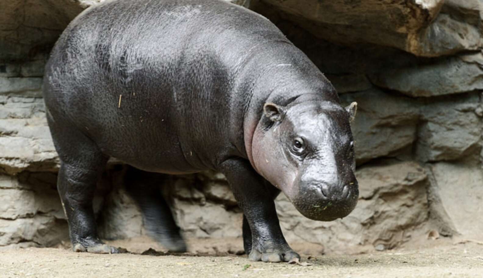 Hannah The Hungry Hippo Has Her Cake And Eats It Too - The Dodo