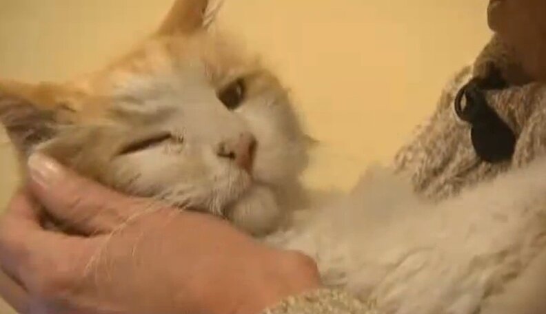 Woman Reunited With Cat That Went Missing 11 Years Ago - The Dodo