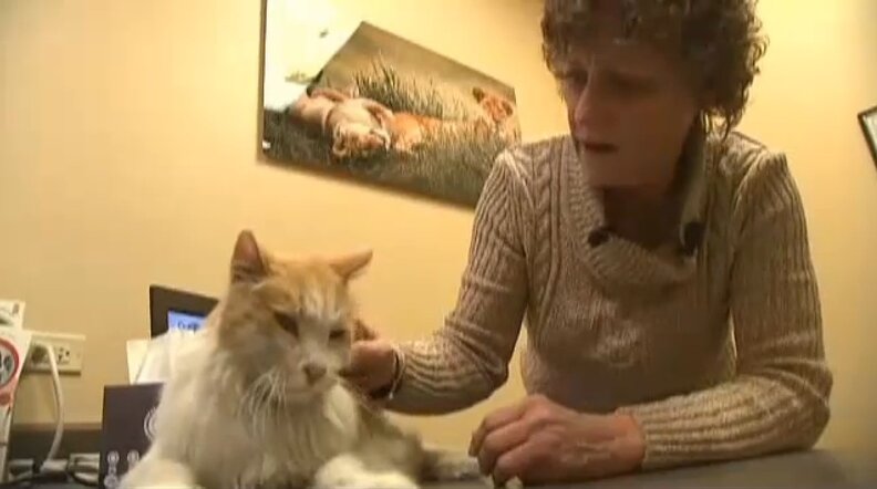 Woman Reunited With Cat That Went Missing 11 Years Ago - The Dodo
