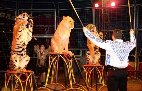 Lion Forced To Perform Circus Tricks For Years Finds The Best Home - The  Dodo