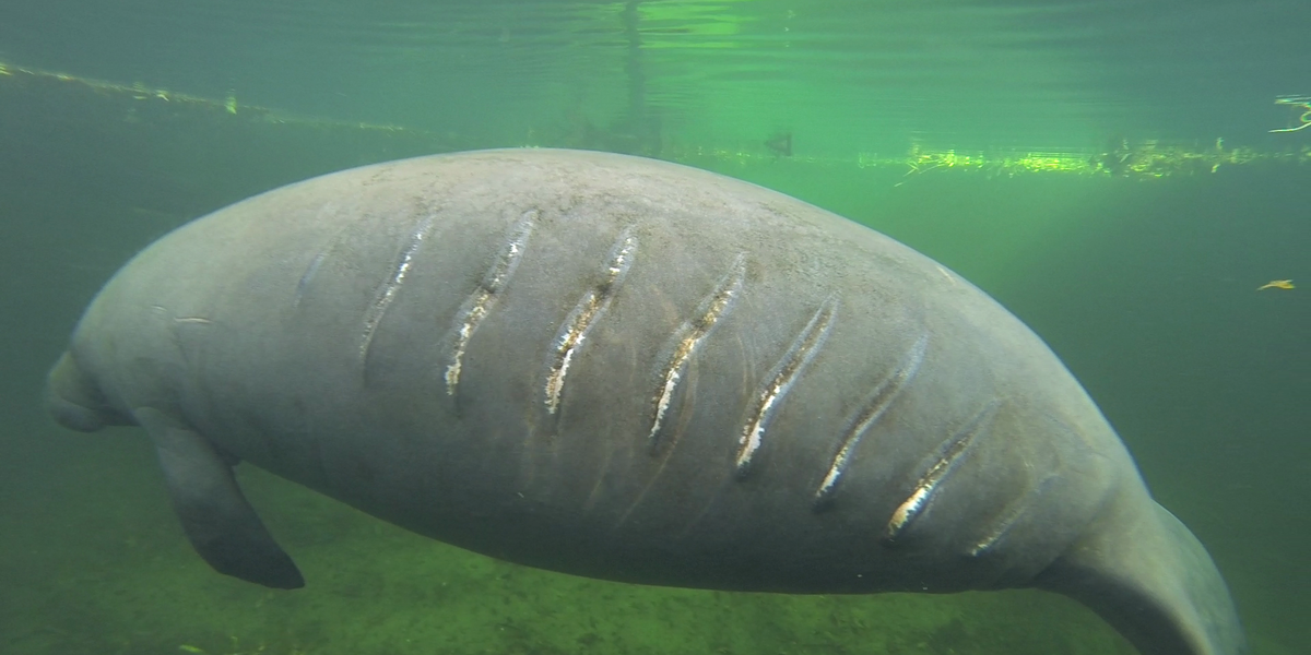 Manatees Are Frequently Hit and Injured By Boats In Florida The Dodo