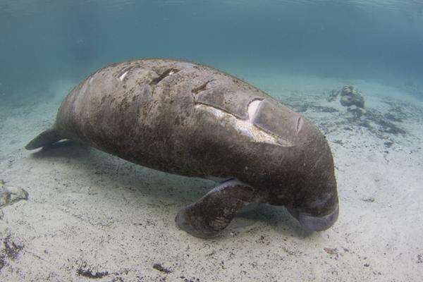 A Florida manatee with wounds from a boat strike