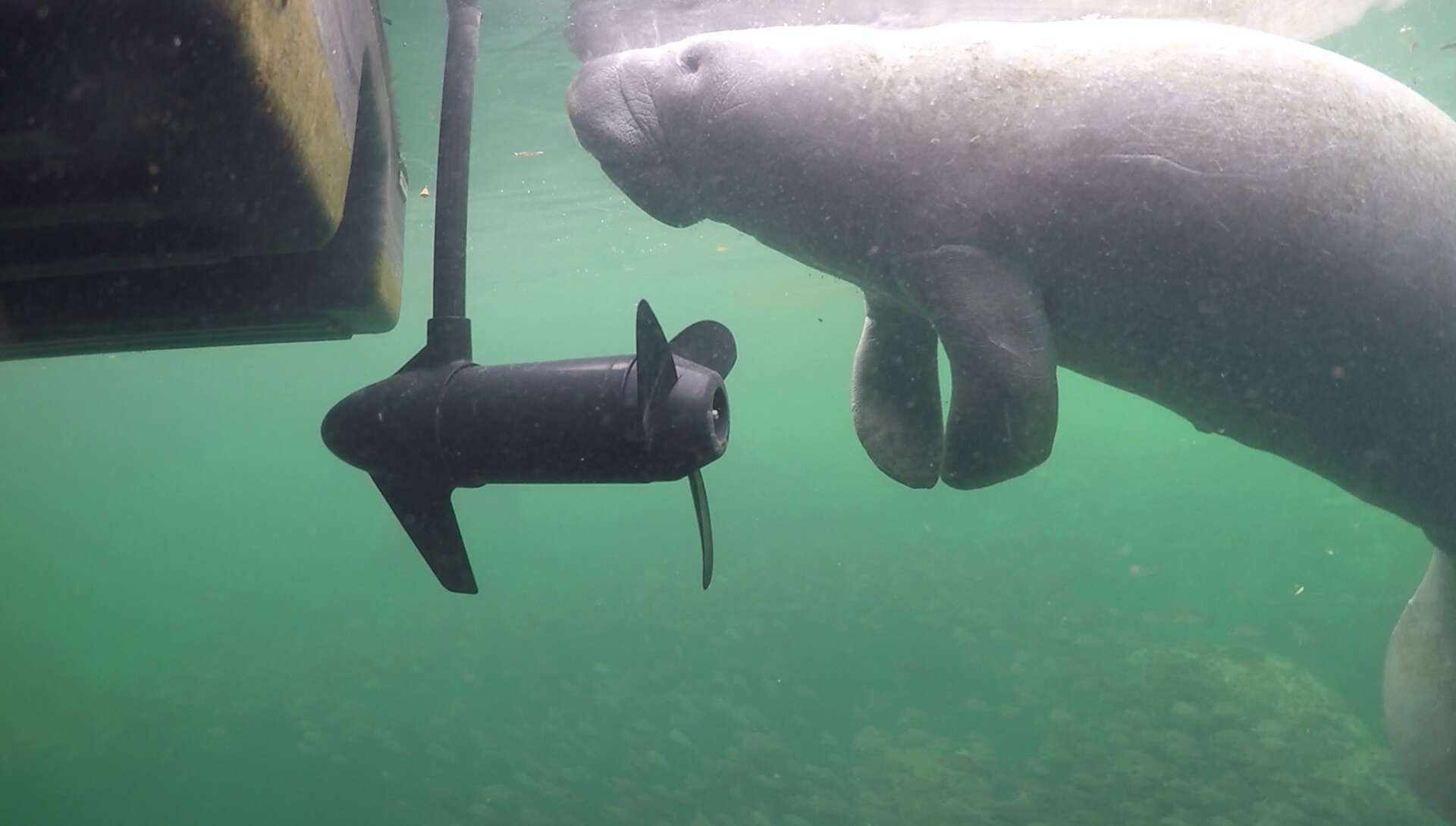 A Florida manatee swimming near a boat propeller