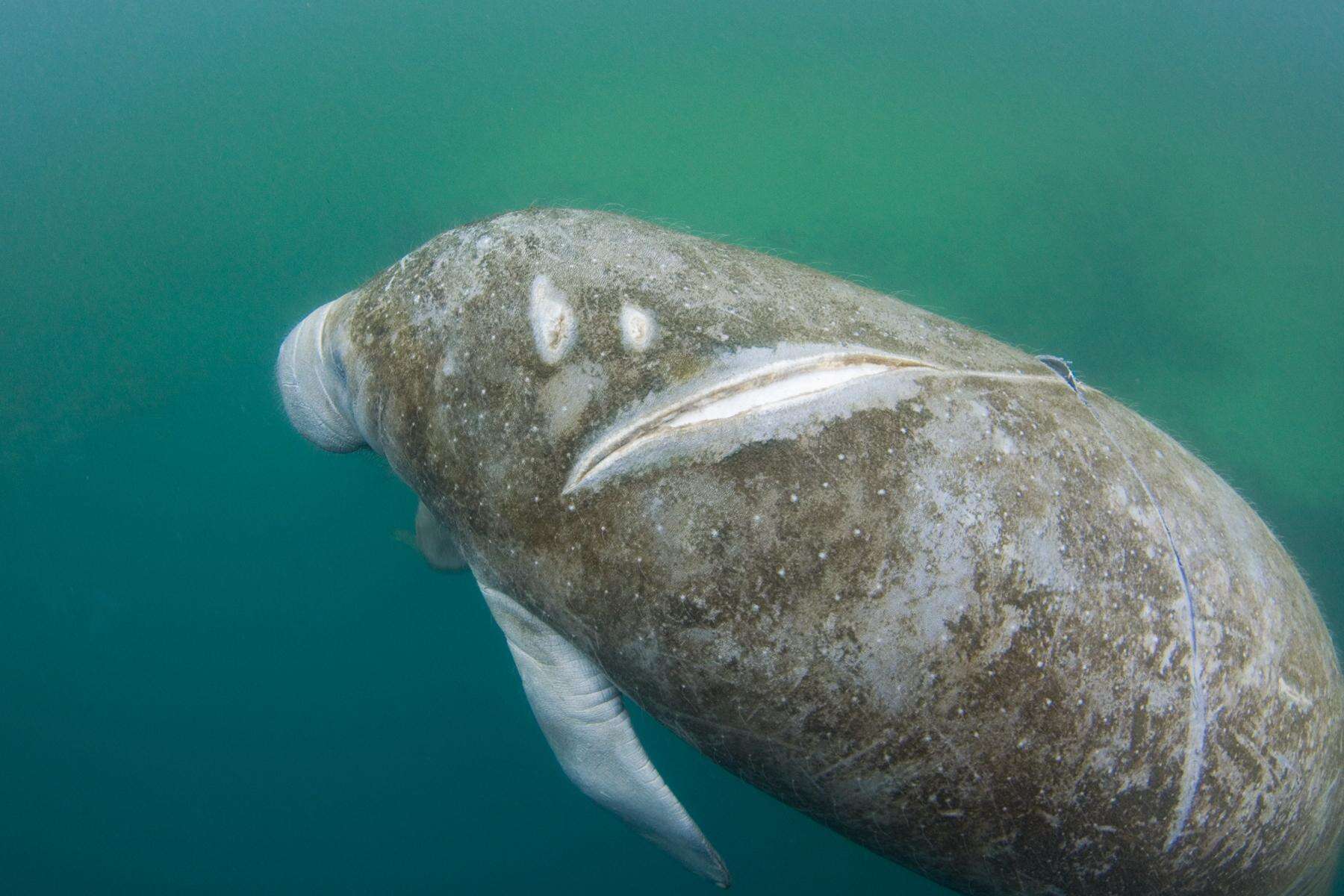 A Florida manatee with wounds from a boat strike